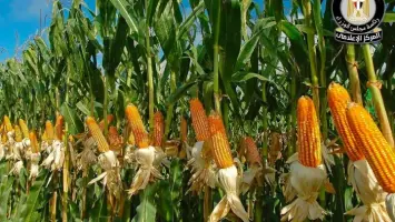 مجلس الوزراء: الدولة مستمرة في دعم محصول الذرة الشامية