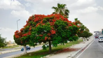 جهاز 6 أكتوبر يواصل أعمال تطوير المسطحات الخضراء (صور)