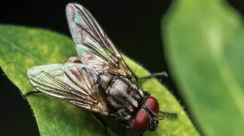 وداعًا للناموس!… أفضل طرق التخلص من الحشرات المزعجة في بيتك