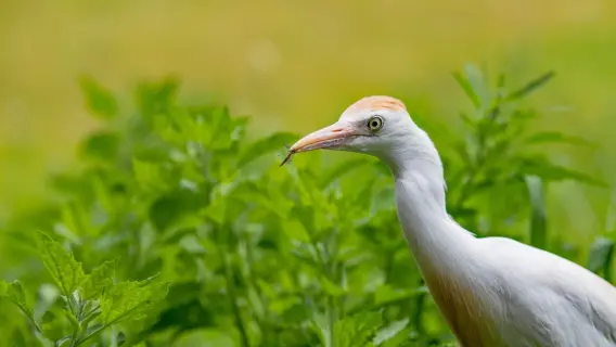 أبو قردان.. صديق الفلاح المخلص يواجه خطر الاختفاء