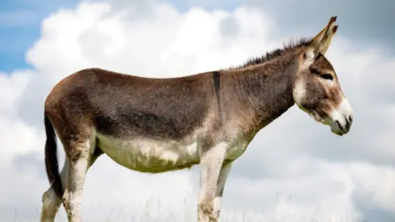 خالد العطفي يكتب: حاول تكون أغلى من الحمار