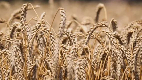 تعرف على أشهر المحاصيل الزراعية في مصر اليوم