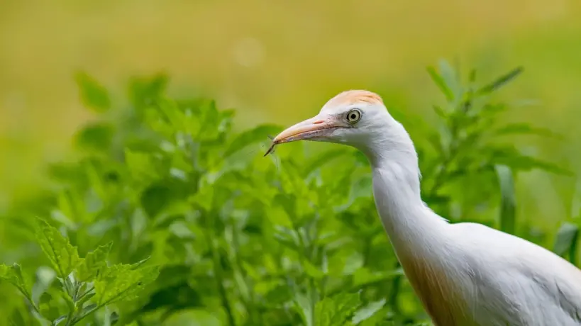 أبو قردان.. صديق الفلاح المخلص يواجه خطر الاختفاء