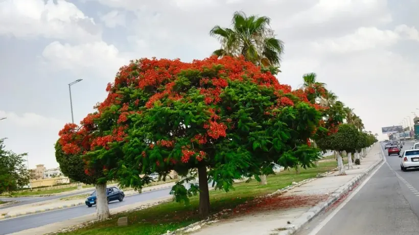 جهاز 6 أكتوبر يواصل أعمال تطوير المسطحات الخضراء (صور)